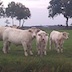 Charolais koeien met kalfjes in de wei