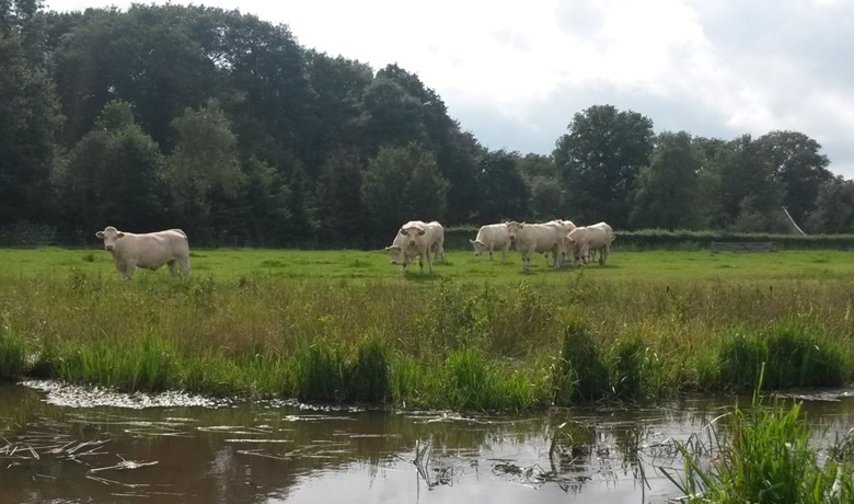 Ruiten Aa met daar achter Charolais koeien
