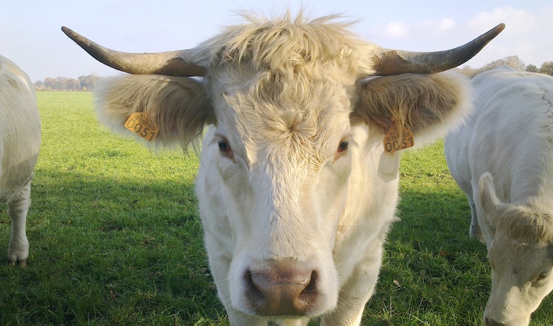 Close up Charolais koe met grote horens