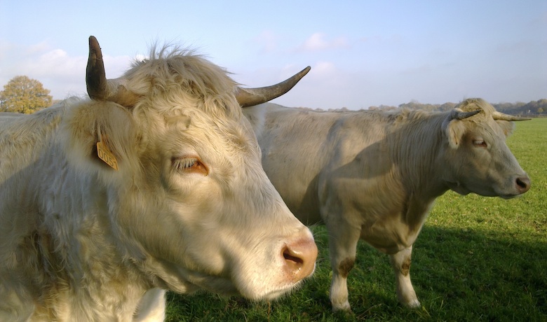 Close up Charolias koe, opzij